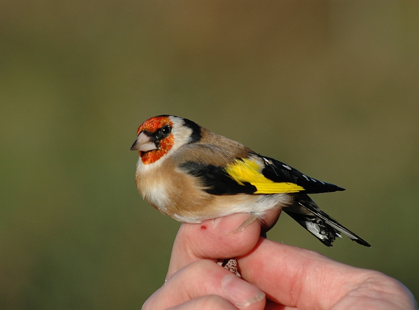 European Goldfinch, Sundre 20051015